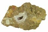 Serrated Tyrannosaur Tooth in Sandstone - Two Medicine Formation #159669-3